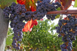 Tempranillo grapes on vineyard